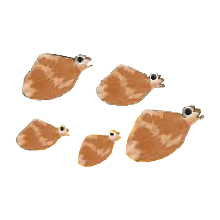 あさり（春）