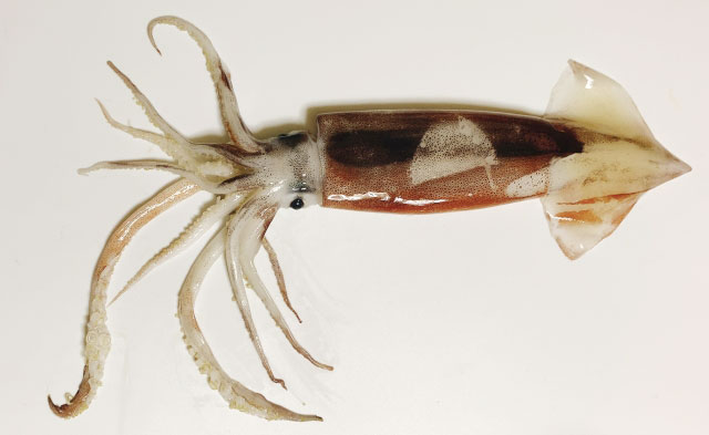 三河湾沖で獲れるスルメイカは、DHAが標準的なスルメイカの約8倍!