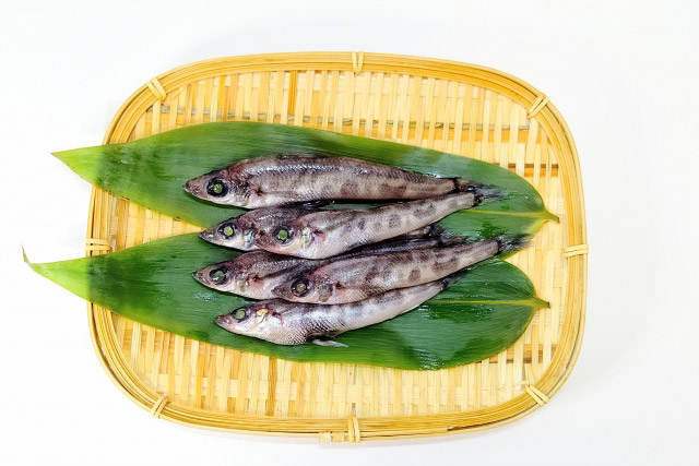 めひかり