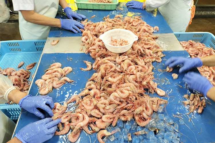 国産天然・無添加ムキエビ 選別の様子