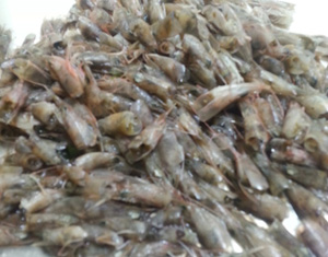 赤シャエビ【頭】2kg