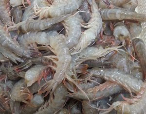 赤シャエビ【無頭】10kg