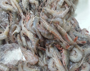 赤シャエビ【有頭】10kg