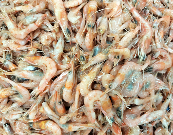 ジンケンエビ(赤じん)【有頭】5kg / 10kg