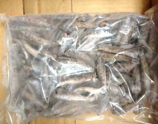 メヒカリ【無頭】10kg