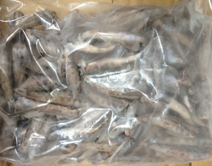 メヒカリ【無頭】少量セット