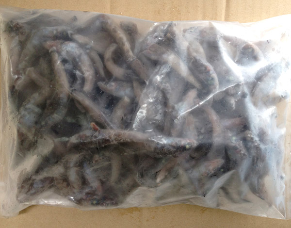 メヒカリ【有頭】10kg