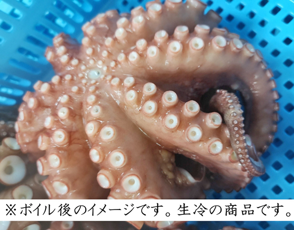 真ダコ有頭(ワタ付き・生冷)
