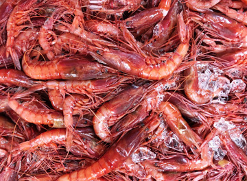 ツノナガチヒロエビ【有頭】10kg